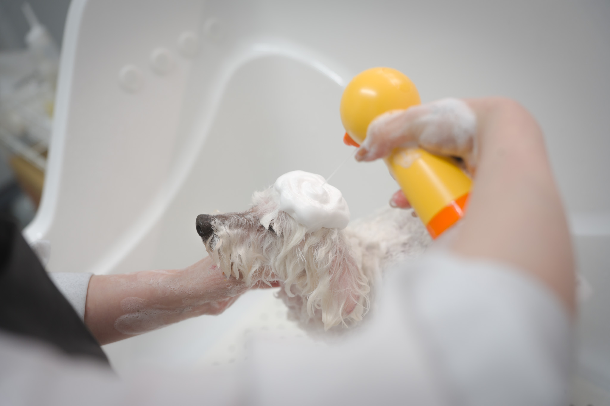 大型犬トリミング｜トリミングサロンfuwari