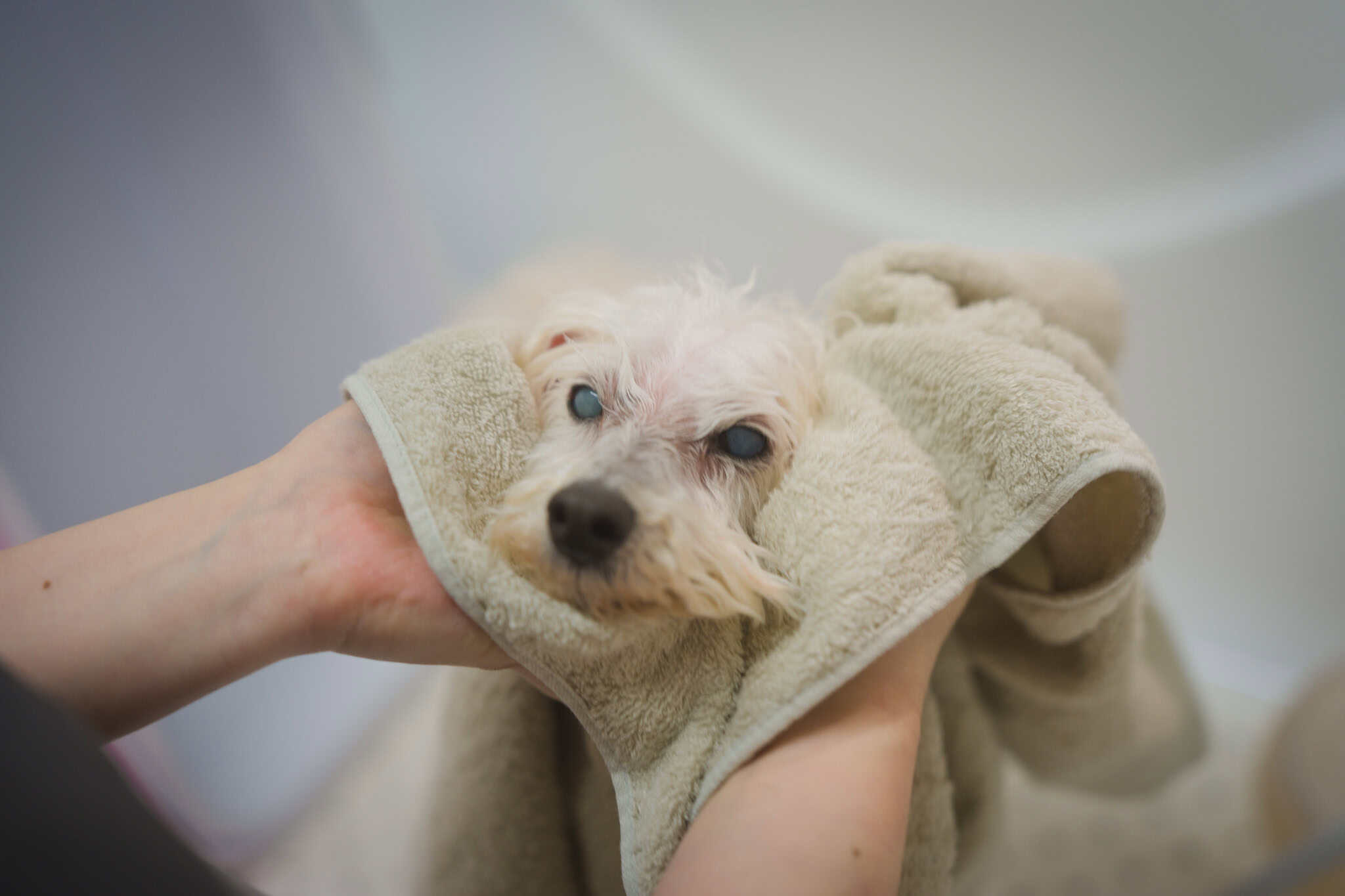 今治タオル｜トリミングサロンfuwari