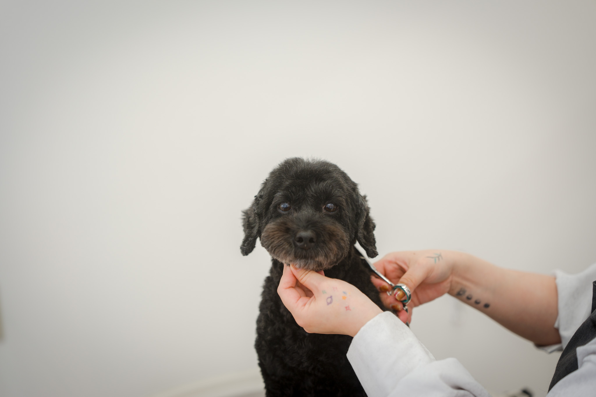 似合わせカット｜トリミングサロンfuwari