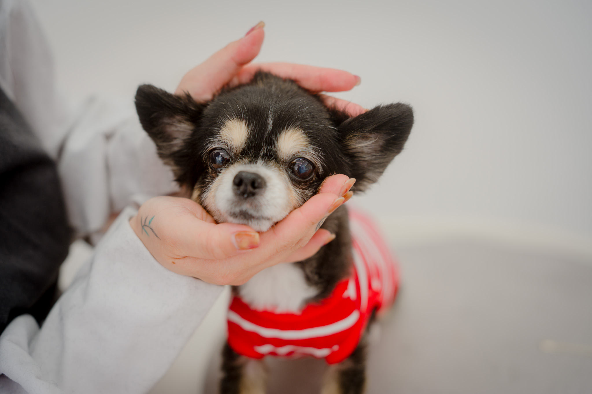 まずは、わんこと「会議」から。